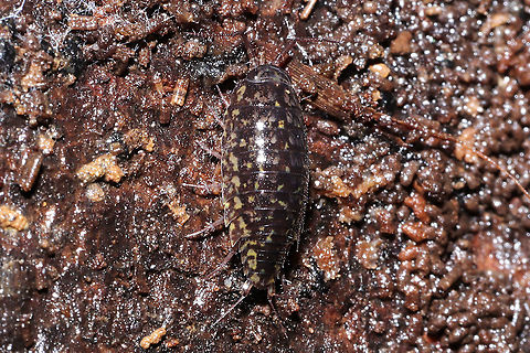 The Blue Ridge Rock Slater (Ligidium cf. blueridgensis) On the underside of a log in a wooded, saturated flood-plain near a seasonal stream.
 Blue Ridge Rock slater,Geotagged,Ligidium,Ligidium blueridgensis,Ligiidae,Oniscidea,United States,Winter,Woodlouse