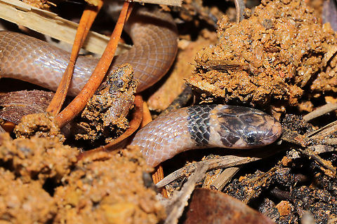 Southern Crowned Snake (Tantilla coronata) At a disturbed forest edge, near a wood pile.
Not only is this species rarely recorded for my area/county, but it is not often seen at all due to its secretive nature! It primarily feeds on insect larvae, spiders, and particularly centipedes.
This species is protected in the state of Georgia.
https://www.jungledragon.com/image/106684/southern_crowned_snake_tantilla_coronata.html Geotagged,Southeastern crown snake,Tantilla coronata,United States,Winter
