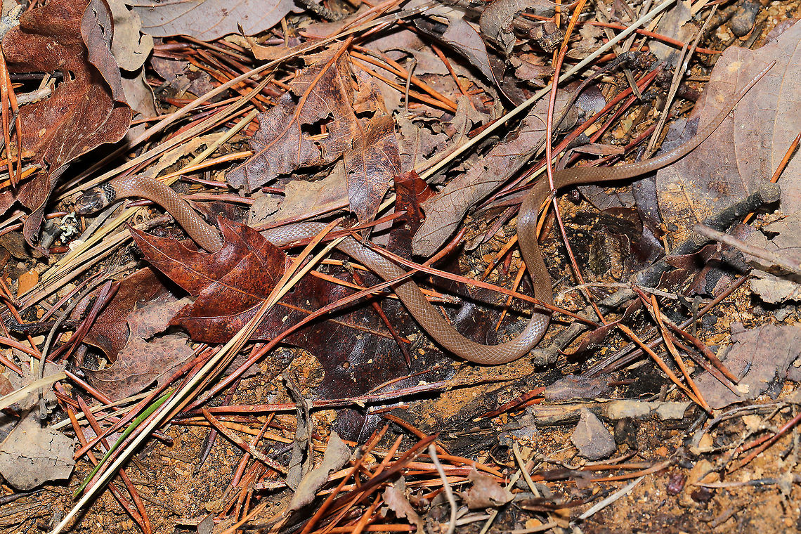 Southern Crowned Snake (Tantilla coronata) At a disturbed forest edge, near a wood pile.<br />
<br />
Not only is this species rarely recorded for my area/county, but it is not often seen at all due to its secretive nature!  It primarily feeds on insect larvae, spiders, and particularly centipedes. <br />
<br />
This species is protected in the state of Georgia.<br />
<figure class="photo"><a href="https://www.jungledragon.com/image/106683/southern_crowned_snake_tantilla_coronata.html" title="Southern Crowned Snake (Tantilla coronata)"><img src="https://s3.amazonaws.com/media.jungledragon.com/images/3231/106683_thumb.jpg?AWSAccessKeyId=05GMT0V3GWVNE7GGM1R2&Expires=1769040010&Signature=HZFZgPUBEgoXQj0cfbMCuDmN4E0%3D" width="200" height="134" alt="Southern Crowned Snake (Tantilla coronata) At a disturbed forest edge, near a wood pile. <br />
<br />
Not only is this species rarely recorded for my area/county, but it is not often seen at all due to its secretive nature! It primarily feeds on insect larvae, spiders, and particularly centipedes.<br />
<br />
This species is protected in the state of Georgia.<br />
https://www.jungledragon.com/image/106684/southern_crowned_snake_tantilla_coronata.html Geotagged,Southeastern crown snake,Tantilla coronata,United States,Winter" /></a></figure> Geotagged,Southeastern crown snake,Tantilla coronata,United States,Winter