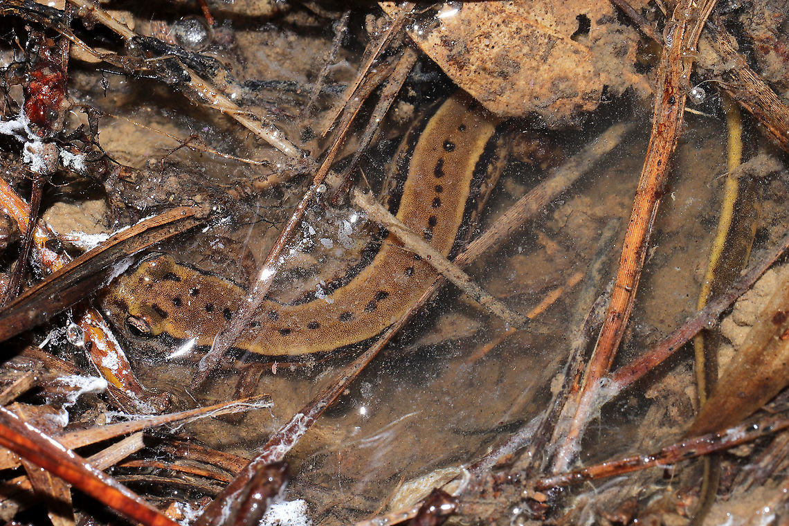 Southern Two-lined Salamander (Eurycea cirrigera) Under leaf litter/debris in a bubbling forest spring.<br />
<figure class="photo"><a href="https://www.jungledragon.com/image/106690/southern_two-lined_salamander_eurycea_cirrigera.html" title="Southern Two-lined Salamander (Eurycea cirrigera)"><img src="https://s3.amazonaws.com/media.jungledragon.com/images/3231/106690_thumb.jpg?AWSAccessKeyId=05GMT0V3GWVNE7GGM1R2&Expires=1759968010&Signature=HW%2FuJJ9FH4GjQUsSRb6wWz42ihI%3D" width="200" height="134" alt="Southern Two-lined Salamander (Eurycea cirrigera) Under leaf litter/debris in a bubbling forest spring. <br />
https://www.jungledragon.com/image/106689/southern_two-lined_salamander_eurycea_cirrigera.html<br />
https://www.jungledragon.com/image/106688/southern_two-lined_salamander_eurycea_cirrigera.html Eurycea cirrigera,Geotagged,Southern two-lined salamander,United States,Winter" /></a></figure><br />
<figure class="photo"><a href="https://www.jungledragon.com/image/106689/southern_two-lined_salamander_eurycea_cirrigera.html" title="Southern Two-lined Salamander (Eurycea cirrigera)"><img src="https://s3.amazonaws.com/media.jungledragon.com/images/3231/106689_thumb.jpg?AWSAccessKeyId=05GMT0V3GWVNE7GGM1R2&Expires=1759968010&Signature=wBFBpD%2BWrsyMq3WO2gOeTbL6fG0%3D" width="200" height="134" alt="Southern Two-lined Salamander (Eurycea cirrigera) Under leaf litter/debris in a bubbling forest spring.<br />
https://www.jungledragon.com/image/106690/southern_two-lined_salamander_eurycea_cirrigera.html<br />
https://www.jungledragon.com/image/106688/southern_two-lined_salamander_eurycea_cirrigera.html Eurycea cirrigera,Geotagged,Southern two-lined salamander,United States,Winter" /></a></figure><br />
 Eurycea cirrigera,Geotagged,Southern two-lined salamander,United States,Winter