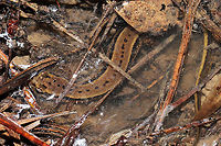 Southern Two-lined Salamander (Eurycea cirrigera) Under leaf litter/debris in a bubbling forest spring.<br />
https://www.jungledragon.com/image/106690/southern_two-lined_salamander_eurycea_cirrigera.html<br />
https://www.jungledragon.com/image/106689/southern_two-lined_salamander_eurycea_cirrigera.html<br />
 Eurycea cirrigera,Geotagged,Southern two-lined salamander,United States,Winter