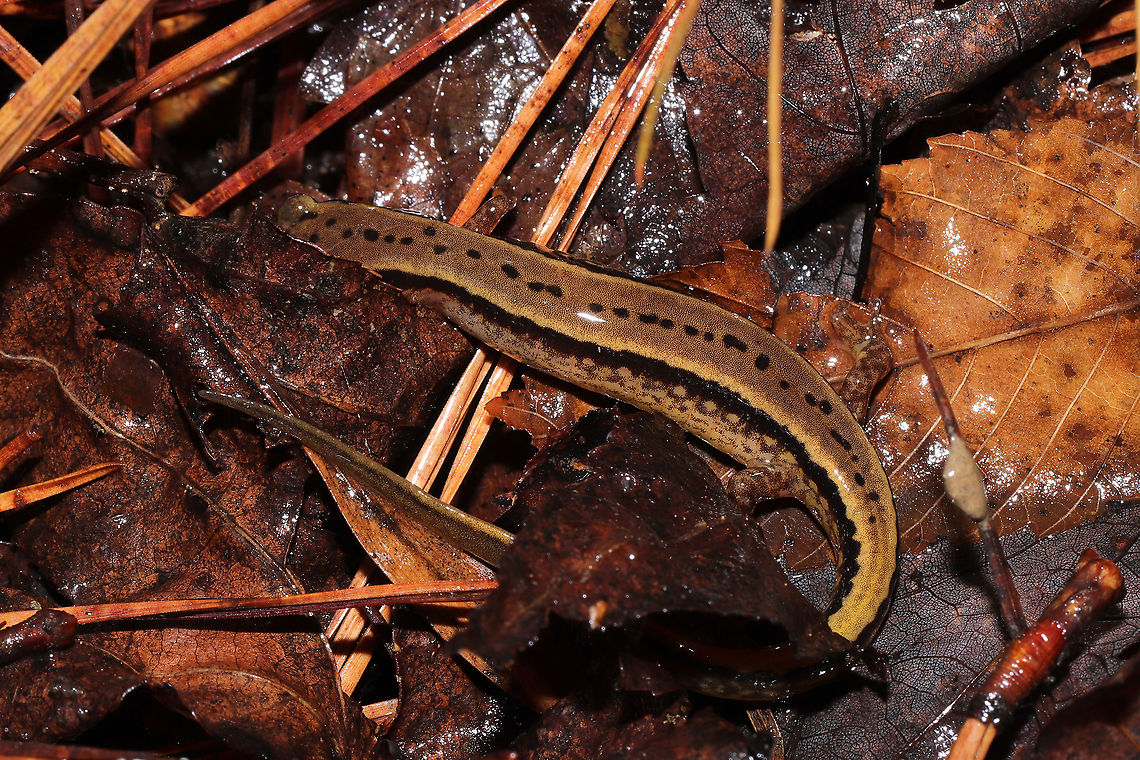 Southern Two-lined Salamander (Eurycea cirrigera) Under leaf litter/debris in a bubbling forest spring.<br />
<figure class="photo"><a href="https://www.jungledragon.com/image/106690/southern_two-lined_salamander_eurycea_cirrigera.html" title="Southern Two-lined Salamander (Eurycea cirrigera)"><img src="https://s3.amazonaws.com/media.jungledragon.com/images/3231/106690_thumb.jpg?AWSAccessKeyId=05GMT0V3GWVNE7GGM1R2&Expires=1759968010&Signature=HW%2FuJJ9FH4GjQUsSRb6wWz42ihI%3D" width="200" height="134" alt="Southern Two-lined Salamander (Eurycea cirrigera) Under leaf litter/debris in a bubbling forest spring. <br />
https://www.jungledragon.com/image/106689/southern_two-lined_salamander_eurycea_cirrigera.html<br />
https://www.jungledragon.com/image/106688/southern_two-lined_salamander_eurycea_cirrigera.html Eurycea cirrigera,Geotagged,Southern two-lined salamander,United States,Winter" /></a></figure><br />
<figure class="photo"><a href="https://www.jungledragon.com/image/106688/southern_two-lined_salamander_eurycea_cirrigera.html" title="Southern Two-lined Salamander (Eurycea cirrigera)"><img src="https://s3.amazonaws.com/media.jungledragon.com/images/3231/106688_thumb.jpg?AWSAccessKeyId=05GMT0V3GWVNE7GGM1R2&Expires=1759968010&Signature=D%2FsHoczD9FJSGfKYxMSZVmrau0I%3D" width="200" height="134" alt="Southern Two-lined Salamander (Eurycea cirrigera) Under leaf litter/debris in a bubbling forest spring.<br />
https://www.jungledragon.com/image/106690/southern_two-lined_salamander_eurycea_cirrigera.html<br />
https://www.jungledragon.com/image/106689/southern_two-lined_salamander_eurycea_cirrigera.html<br />
 Eurycea cirrigera,Geotagged,Southern two-lined salamander,United States,Winter" /></a></figure> Eurycea cirrigera,Geotagged,Southern two-lined salamander,United States,Winter
