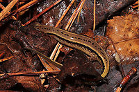 Southern Two-lined Salamander (Eurycea cirrigera) Under leaf litter/debris in a bubbling forest spring.<br />
https://www.jungledragon.com/image/106690/southern_two-lined_salamander_eurycea_cirrigera.html<br />
https://www.jungledragon.com/image/106688/southern_two-lined_salamander_eurycea_cirrigera.html Eurycea cirrigera,Geotagged,Southern two-lined salamander,United States,Winter