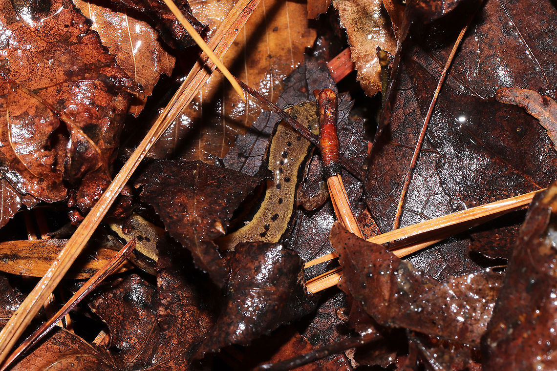 Southern Two-lined Salamander (Eurycea cirrigera) Under leaf litter/debris in a bubbling forest spring. <br />
<figure class="photo"><a href="https://www.jungledragon.com/image/106689/southern_two-lined_salamander_eurycea_cirrigera.html" title="Southern Two-lined Salamander (Eurycea cirrigera)"><img src="https://s3.amazonaws.com/media.jungledragon.com/images/3231/106689_thumb.jpg?AWSAccessKeyId=05GMT0V3GWVNE7GGM1R2&Expires=1767225610&Signature=7A8AcHD%2F5MnCQU8kKrD%2Ff9G13go%3D" width="200" height="134" alt="Southern Two-lined Salamander (Eurycea cirrigera) Under leaf litter/debris in a bubbling forest spring.<br />
https://www.jungledragon.com/image/106690/southern_two-lined_salamander_eurycea_cirrigera.html<br />
https://www.jungledragon.com/image/106688/southern_two-lined_salamander_eurycea_cirrigera.html Eurycea cirrigera,Geotagged,Southern two-lined salamander,United States,Winter" /></a></figure><br />
<figure class="photo"><a href="https://www.jungledragon.com/image/106688/southern_two-lined_salamander_eurycea_cirrigera.html" title="Southern Two-lined Salamander (Eurycea cirrigera)"><img src="https://s3.amazonaws.com/media.jungledragon.com/images/3231/106688_thumb.jpg?AWSAccessKeyId=05GMT0V3GWVNE7GGM1R2&Expires=1767225610&Signature=7YknbpZHhFMN56uK4IPqfcfOO94%3D" width="200" height="134" alt="Southern Two-lined Salamander (Eurycea cirrigera) Under leaf litter/debris in a bubbling forest spring.<br />
https://www.jungledragon.com/image/106690/southern_two-lined_salamander_eurycea_cirrigera.html<br />
https://www.jungledragon.com/image/106689/southern_two-lined_salamander_eurycea_cirrigera.html<br />
 Eurycea cirrigera,Geotagged,Southern two-lined salamander,United States,Winter" /></a></figure> Eurycea cirrigera,Geotagged,Southern two-lined salamander,United States,Winter