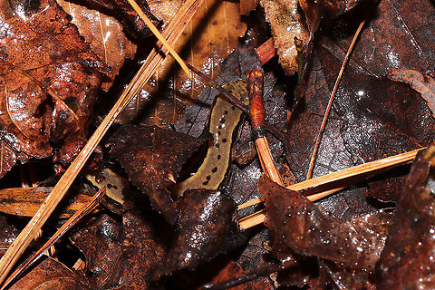 Southern Two-lined Salamander (Eurycea cirrigera) Under leaf litter/debris in a bubbling forest spring. 
https://www.jungledragon.com/image/106689/southern_two-lined_salamander_eurycea_cirrigera.html
https://www.jungledragon.com/image/106688/southern_two-lined_salamander_eurycea_cirrigera.html Eurycea cirrigera,Geotagged,Southern two-lined salamander,United States,Winter