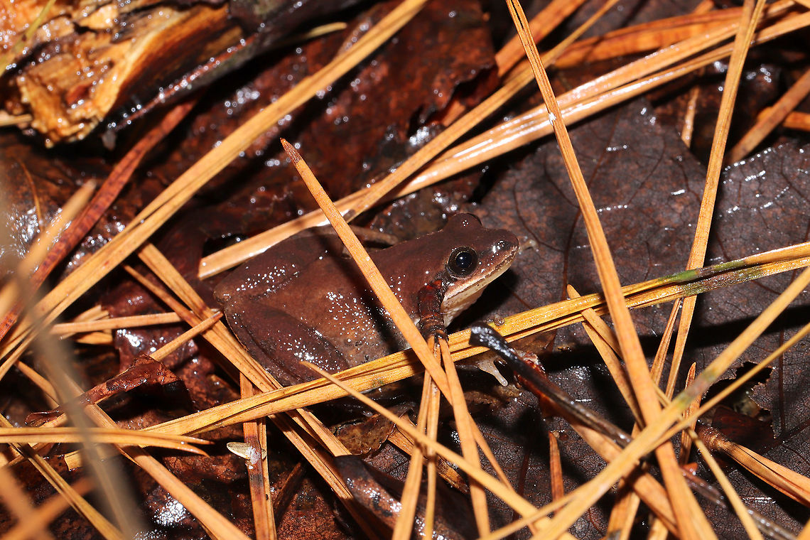 Mountain Chorus Frog (Pseudacris brachyphona) In a mixed forest/valley understory. Near a bubbling spring.<br />
<figure class="photo"><a href="https://www.jungledragon.com/image/106693/mountain_chorus_frog_pseudacris_brachyphona.html" title="Mountain Chorus Frog (Pseudacris brachyphona)"><img src="https://s3.amazonaws.com/media.jungledragon.com/images/3231/106693_thumb.jpg?AWSAccessKeyId=05GMT0V3GWVNE7GGM1R2&Expires=1770854410&Signature=FB%2Bw9yaDvH5kVuXr0a08aueJGgE%3D" width="200" height="134" alt="Mountain Chorus Frog (Pseudacris brachyphona) In a mixed forest/valley understory. Near a bubbling spring.<br />
https://www.jungledragon.com/image/106692/upland_chorus_frog_pseudacris_feriarum.html Geotagged,Pseudacris feriarum,United States,Upland chorus frog,Winter" /></a></figure><br />
 Geotagged,Mountain chorus frog,Pseudacris brachyphona,Pseudacris feriarum,United States,Upland chorus frog,Winter