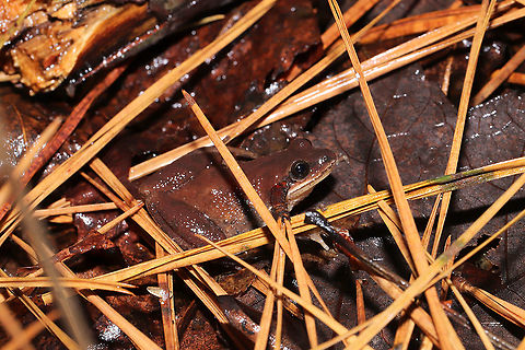 Mountain Chorus Frog (Pseudacris brachyphona) In a mixed forest/valley understory. Near a bubbling spring.
https://www.jungledragon.com/image/106693/upland_chorus_frog_pseudacris_feriarum.html
 Geotagged,Mountain chorus frog,Pseudacris brachyphona,Pseudacris feriarum,United States,Upland chorus frog,Winter