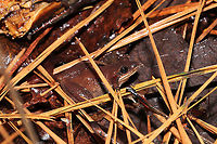Mountain Chorus Frog (Pseudacris brachyphona) In a mixed forest/valley understory. Near a bubbling spring.<br />
https://www.jungledragon.com/image/106693/upland_chorus_frog_pseudacris_feriarum.html<br />
 Geotagged,Mountain chorus frog,Pseudacris brachyphona,Pseudacris feriarum,United States,Upland chorus frog,Winter