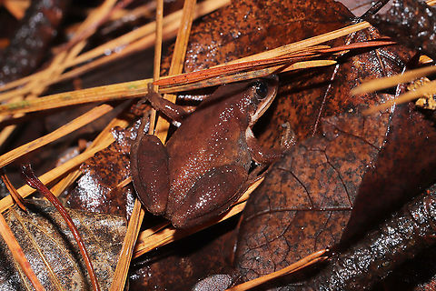 Mountain Chorus Frog (Pseudacris brachyphona) In a mixed forest/valley understory. Near a bubbling spring.
https://www.jungledragon.com/image/106692/upland_chorus_frog_pseudacris_feriarum.html Geotagged,Pseudacris feriarum,United States,Upland chorus frog,Winter