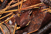 Mountain Chorus Frog (Pseudacris brachyphona) In a mixed forest/valley understory. Near a bubbling spring.<br />
https://www.jungledragon.com/image/106692/upland_chorus_frog_pseudacris_feriarum.html Geotagged,Pseudacris feriarum,United States,Upland chorus frog,Winter