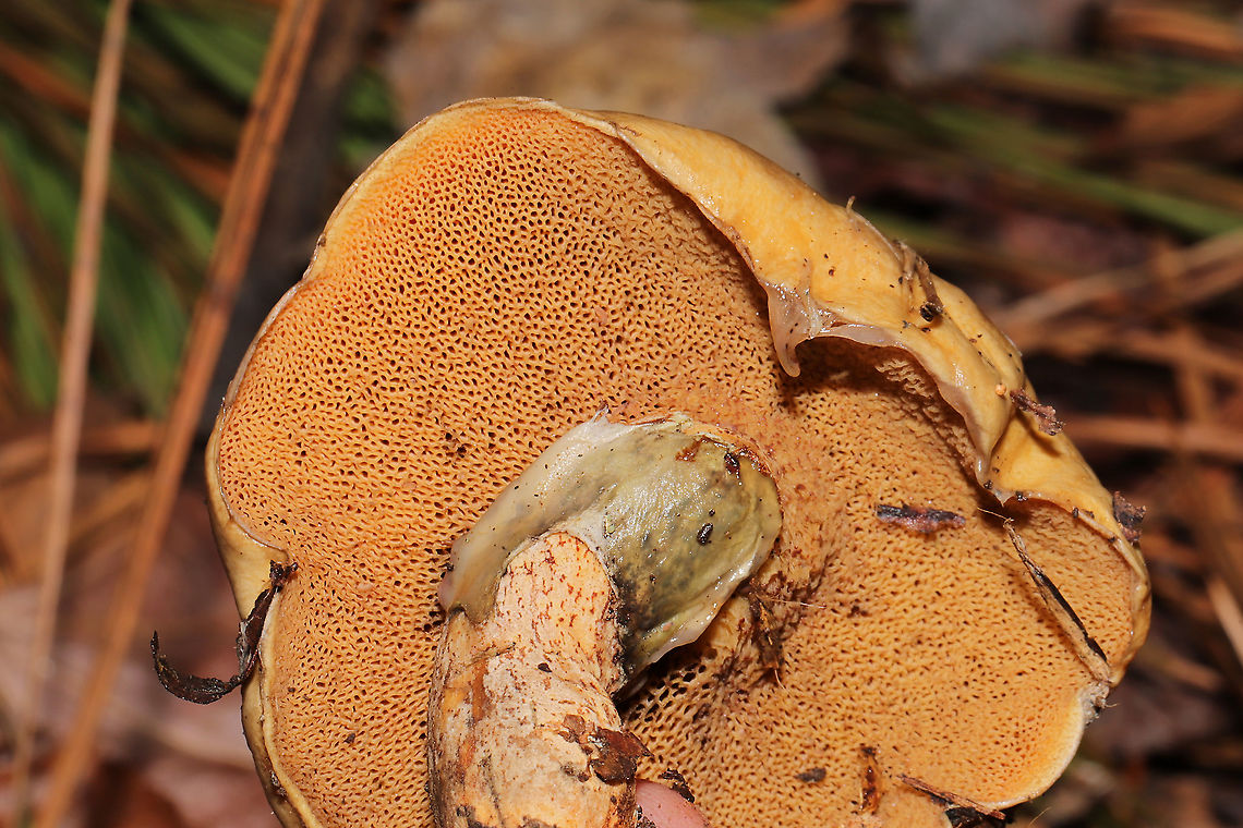 Suillus cothurnatus Growing below mostly lobolly (some virginia) pines in a mixed forest understory. Only some slight greening/blueing on the top layer of the pileus.The partial veil remnants seem to have some staining too?<br />
<figure class="photo"><a href="https://www.jungledragon.com/image/106708/suillus_cothurnatus.html" title="Suillus cothurnatus"><img src="https://s3.amazonaws.com/media.jungledragon.com/images/3231/106708_thumb.jpg?AWSAccessKeyId=05GMT0V3GWVNE7GGM1R2&Expires=1767225610&Signature=U69O7vZPi6uyO0GvkgNtJBjs9ro%3D" width="200" height="134" alt="Suillus cothurnatus Growing below mostly lobolly (some virginia) pines in a mixed forest understory. Only some slight greening/blueing on the top layer of the pileus.The partial veil remnants seem to have some staining too?<br />
https://www.jungledragon.com/image/106707/suillus_cothurnatus.html Fall,Geotagged,Suillus cothurnatus,United States" /></a></figure> Fall,Geotagged,Suillus cothurnatus,United States