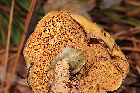 Suillus cothurnatus Growing below mostly lobolly (some virginia) pines in a mixed forest understory. Only some slight greening/blueing on the top layer of the pileus.The partial veil remnants seem to have some staining too?
https://www.jungledragon.com/image/106708/suillus_cothurnatus.html Fall,Geotagged,Suillus cothurnatus,United States