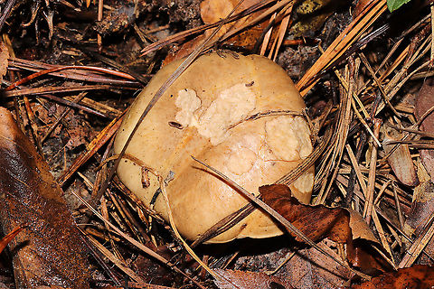 Suillus cothurnatus Growing below mostly lobolly (some virginia) pines in a mixed forest understory. Only some slight greening/blueing on the top layer of the pileus.The partial veil remnants seem to have some staining too?
https://www.jungledragon.com/image/106707/suillus_cothurnatus.html Fall,Geotagged,Suillus cothurnatus,United States