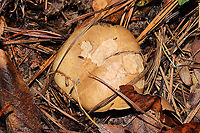 Suillus cothurnatus Growing below mostly lobolly (some virginia) pines in a mixed forest understory. Only some slight greening/blueing on the top layer of the pileus.The partial veil remnants seem to have some staining too?<br />
https://www.jungledragon.com/image/106707/suillus_cothurnatus.html Fall,Geotagged,Suillus cothurnatus,United States