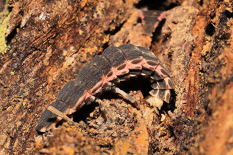 Lampyrid Larva Under a rotted log at a dense mixed forest edge. The same species (and found within 10 feet of) as this observation:
https://www.jungledragon.com/image/106240/lampyrid_larvae.html
 Fall,Geotagged,United States