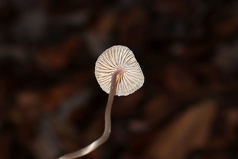 Mycena sp. I often find this species near Hickory and Chestnut Oaks, usually in leaf litter and detritus. I have no idea what species it is, but the stems on these are always curly and long! The apices of the stems are slightly pink. No distinctive odor.
https://www.jungledragon.com/image/106713/mycena_sp.html
https://www.jungledragon.com/image/106711/mycena_sp.html
https://www.jungledragon.com/image/106712/mycena_sp.html
 Fall,Geotagged,United States