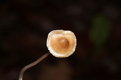 Mycena sp. I often find this species near Hickory and Chestnut Oaks, usually in leaf litter and detritus. I have no idea what species it is, but the stems on these are always curly and long! The apices of the stems are slightly pink. No distinctive odor.
https://www.jungledragon.com/image/106713/mycena_sp.html
https://www.jungledragon.com/image/106712/mycena_sp.html
https://www.jungledragon.com/image/106710/mycena_sp.html
 Fall,Geotagged,United States