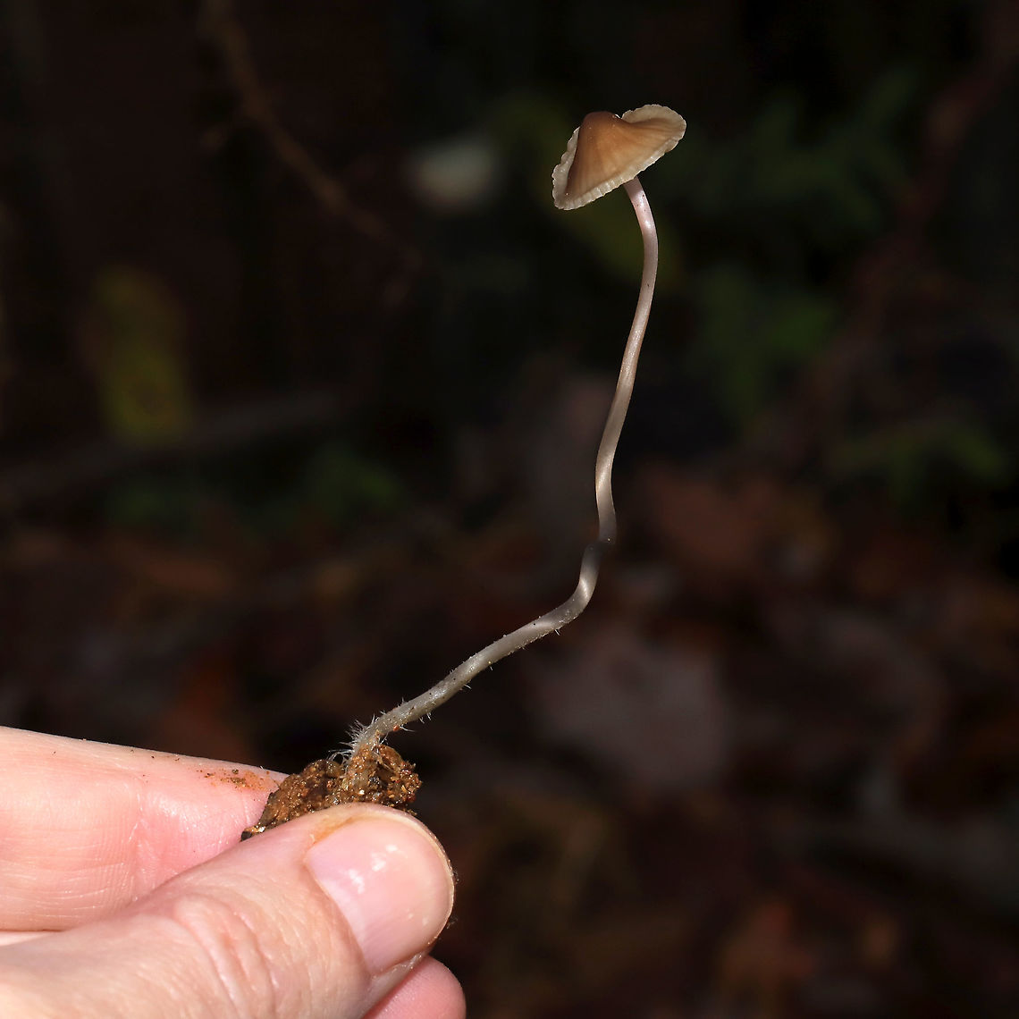 Mycena sp. I often find this species near Hickory and Chestnut Oaks, usually in leaf litter and detritus. I have no idea what species it is, but the stems on these are always curly and long! The apices of the stems are slightly pink. No distinctive odor.<br />
<figure class="photo"><a href="https://www.jungledragon.com/image/106713/mycena_sp.html" title="Mycena sp."><img src="https://s3.amazonaws.com/media.jungledragon.com/images/3231/106713_thumb.jpg?AWSAccessKeyId=05GMT0V3GWVNE7GGM1R2&Expires=1765411210&Signature=ohFroDDCbOHL5GFEmwsJDBc4G3c%3D" width="200" height="134" alt="Mycena sp. I often find this species near Hickory and Chestnut Oaks, usually in leaf litter and detritus. I have no idea what species it is, but the stems on these are always curly and long! The apices of the stems are slightly pink. No distinctive odor.<br />
https://www.jungledragon.com/image/106712/mycena_sp.html<br />
https://www.jungledragon.com/image/106711/mycena_sp.html<br />
https://www.jungledragon.com/image/106710/mycena_sp.html<br />
 Fall,Geotagged,United States" /></a></figure><br />
<figure class="photo"><a href="https://www.jungledragon.com/image/106711/mycena_sp.html" title="Mycena sp."><img src="https://s3.amazonaws.com/media.jungledragon.com/images/3231/106711_thumb.jpg?AWSAccessKeyId=05GMT0V3GWVNE7GGM1R2&Expires=1765411210&Signature=ne7HLhf3aY26h%2BP11zJapBKO8lE%3D" width="200" height="134" alt="Mycena sp. I often find this species near Hickory and Chestnut Oaks, usually in leaf litter and detritus. I have no idea what species it is, but the stems on these are always curly and long! The apices of the stems are slightly pink. No distinctive odor.<br />
https://www.jungledragon.com/image/106713/mycena_sp.html<br />
https://www.jungledragon.com/image/106712/mycena_sp.html<br />
https://www.jungledragon.com/image/106710/mycena_sp.html<br />
 Fall,Geotagged,United States" /></a></figure><br />
<figure class="photo"><a href="https://www.jungledragon.com/image/106710/mycena_sp.html" title="Mycena sp."><img src="https://s3.amazonaws.com/media.jungledragon.com/images/3231/106710_thumb.jpg?AWSAccessKeyId=05GMT0V3GWVNE7GGM1R2&Expires=1765411210&Signature=qeHgnxlmqp4quzGvgIsDEsZYoUA%3D" width="200" height="134" alt="Mycena sp. I often find this species near Hickory and Chestnut Oaks, usually in leaf litter and detritus. I have no idea what species it is, but the stems on these are always curly and long! The apices of the stems are slightly pink. No distinctive odor.<br />
https://www.jungledragon.com/image/106713/mycena_sp.html<br />
https://www.jungledragon.com/image/106711/mycena_sp.html<br />
https://www.jungledragon.com/image/106712/mycena_sp.html<br />
 Fall,Geotagged,United States" /></a></figure><br />
 Fall,Geotagged,United States