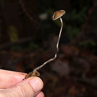 Mycena sp. I often find this species near Hickory and Chestnut Oaks, usually in leaf litter and detritus. I have no idea what species it is, but the stems on these are always curly and long! The apices of the stems are slightly pink. No distinctive odor.<br />
https://www.jungledragon.com/image/106713/mycena_sp.html<br />
https://www.jungledragon.com/image/106711/mycena_sp.html<br />
https://www.jungledragon.com/image/106710/mycena_sp.html<br />
 Fall,Geotagged,United States