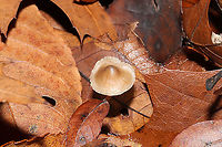 Mycena sp. I often find this species near Hickory and Chestnut Oaks, usually in leaf litter and detritus. I have no idea what species it is, but the stems on these are always curly and long! The apices of the stems are slightly pink. No distinctive odor.<br />
https://www.jungledragon.com/image/106712/mycena_sp.html<br />
https://www.jungledragon.com/image/106711/mycena_sp.html<br />
https://www.jungledragon.com/image/106710/mycena_sp.html<br />
 Fall,Geotagged,United States
