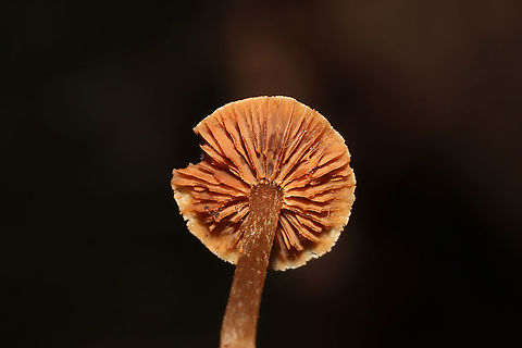 Scurfy Twiglet (Tubaria furfuracea) In leaf litter in a dense mixed forest.
https://www.jungledragon.com/image/106716/scurfy_twiglet_tubaria_furfuracea.html
https://www.jungledragon.com/image/106717/scurfy_twiglet_tubaria_furfuracea.html
 Fall,Geotagged,Scurfy twiglet,Tubaria furfuracea,United States