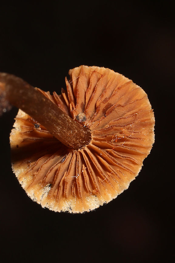 Scurfy Twiglet (Tubaria furfuracea) In leaf litter in a dense mixed forest.<br />
<figure class="photo"><a href="https://www.jungledragon.com/image/106717/scurfy_twiglet_tubaria_furfuracea.html" title="Scurfy Twiglet (Tubaria furfuracea)"><img src="https://s3.amazonaws.com/media.jungledragon.com/images/3231/106717_thumb.jpg?AWSAccessKeyId=05GMT0V3GWVNE7GGM1R2&Expires=1763596810&Signature=gwhrNMzUEjC6fo8H%2F%2FIhTuUMGM8%3D" width="200" height="134" alt="Scurfy Twiglet (Tubaria furfuracea) In leaf litter in a dense mixed forest. <br />
https://www.jungledragon.com/image/106717/scurfy_twiglet_tubaria_furfuracea.html<br />
https://www.jungledragon.com/image/106715/scurfy_twiglet_tubaria_furfuracea.html Fall,Geotagged,Scurfy twiglet,Tubaria furfuracea,United States" /></a></figure><br />
<figure class="photo"><a href="https://www.jungledragon.com/image/106715/scurfy_twiglet_tubaria_furfuracea.html" title="Scurfy Twiglet (Tubaria furfuracea)"><img src="https://s3.amazonaws.com/media.jungledragon.com/images/3231/106715_thumb.jpg?AWSAccessKeyId=05GMT0V3GWVNE7GGM1R2&Expires=1763596810&Signature=5cKyVnhzg20d076ZK%2BhE8JkBpBY%3D" width="200" height="134" alt="Scurfy Twiglet (Tubaria furfuracea) In leaf litter in a dense mixed forest.<br />
https://www.jungledragon.com/image/106716/scurfy_twiglet_tubaria_furfuracea.html<br />
https://www.jungledragon.com/image/106717/scurfy_twiglet_tubaria_furfuracea.html<br />
 Fall,Geotagged,Scurfy twiglet,Tubaria furfuracea,United States" /></a></figure> Fall,Geotagged,Scurfy twiglet,Tubaria furfuracea,United States