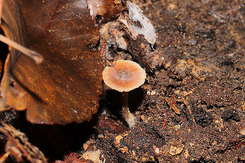 Scurfy Twiglet (Tubaria furfuracea) In leaf litter in a dense mixed forest. 
https://www.jungledragon.com/image/106717/scurfy_twiglet_tubaria_furfuracea.html
https://www.jungledragon.com/image/106715/scurfy_twiglet_tubaria_furfuracea.html Fall,Geotagged,Scurfy twiglet,Tubaria furfuracea,United States