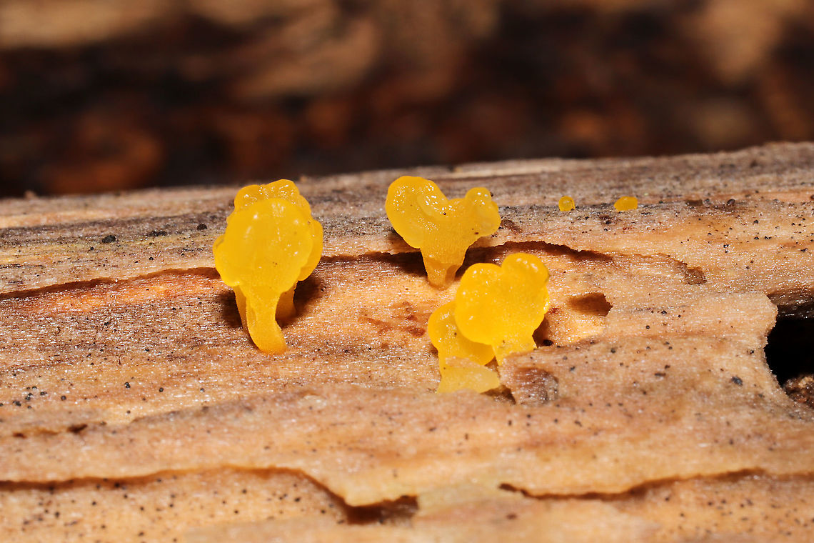 Fan-shaped Jelly-Fungus (Dacryopinax spathularia) Growing on decorticated wood in a mixed forest understory.<br />
 Dacryopinax spathularia,Fall,Fan-Shaped Jelly Fungus,Geotagged,United States