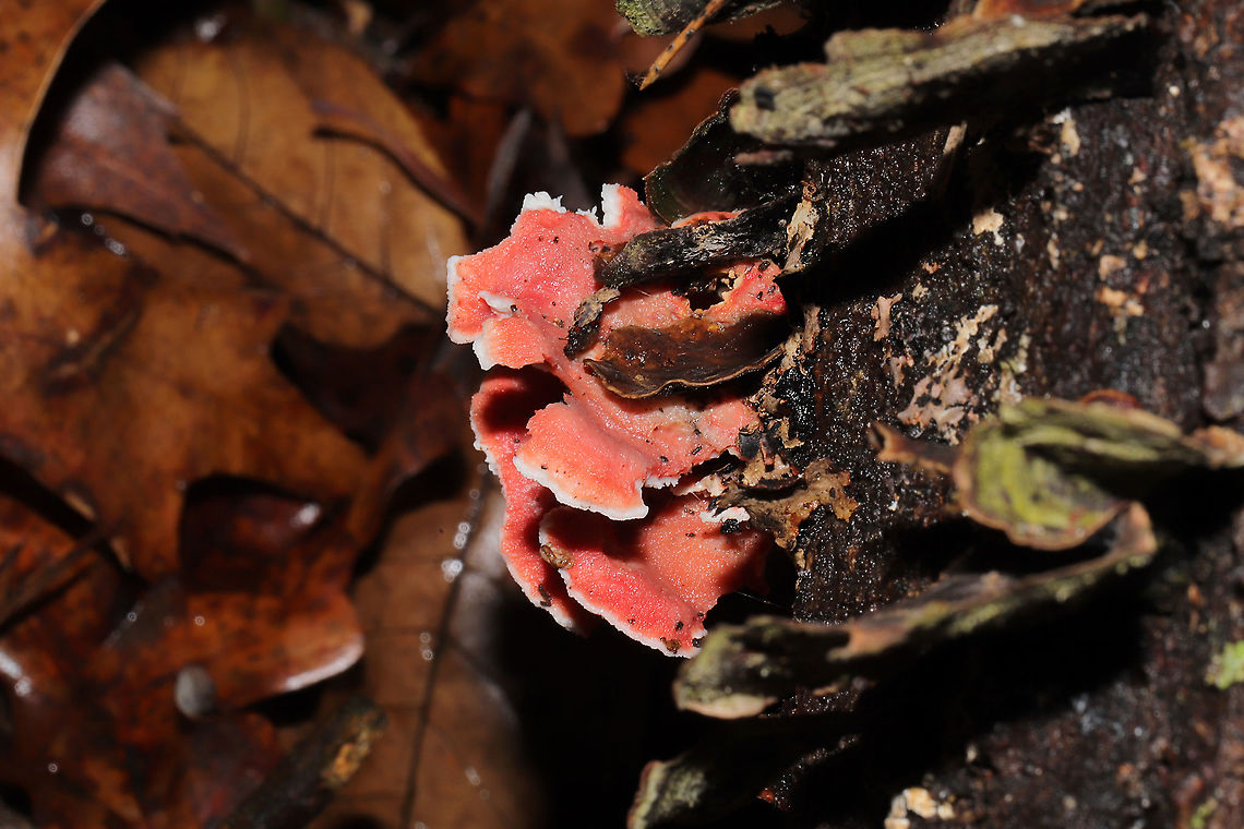Coral-pink Merulius (Phlebia incarnata) Growing on a fallen oak tree in a dense mixed forest understory<br />
 Coral-pink Merulius,Fall,Geotagged,Phlebia incarnata,United States