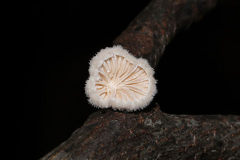 Splitgill Mushroom (Schizophyllum commune) On a hardwood branch at a dense mixed forest edge.
 Fall,Geotagged,Schizophyllum commune,Split gill,United States