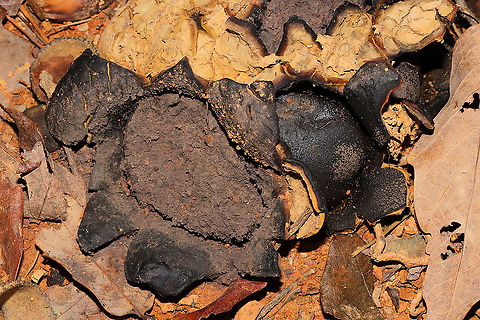 Dead Man's Hand (Scleroderma polyrhizum) Growing at a disturbed forest edge, below a chestnut oak tree.
 Dead man's hand,Fall,Geotagged,Scleroderma polyrhizum,United States