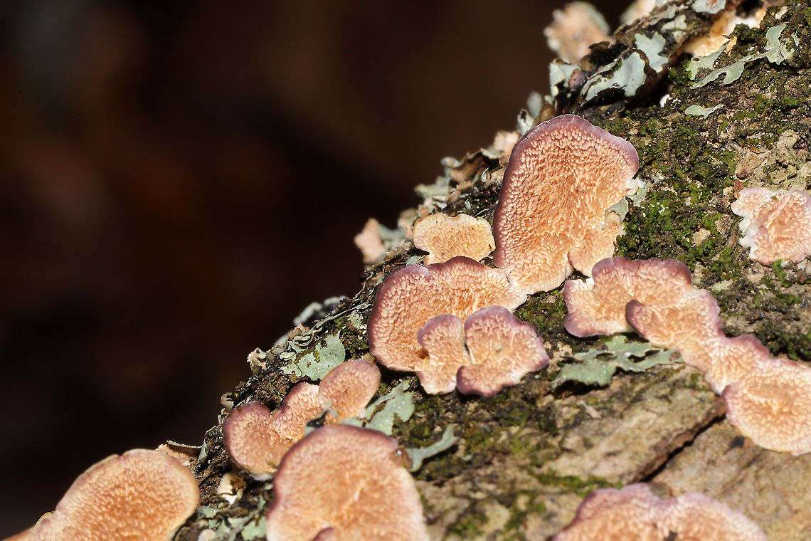 Violet-Toothed Polypore (Trichaptum biforme) On a hardwood log at a mixed forest edge. Fall,Geotagged,Trichaptum biforme,United States