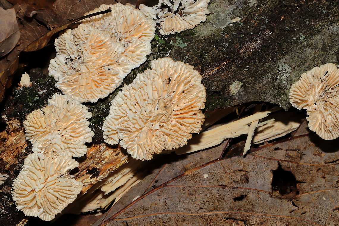 Gilled Polypore (Trametes betulina) - Resupinate form Growing on a fallen chestnut oak branch. Trametes versicolor nearby. Fall,Geotagged,Gilled polypore,Lenzites betulina,United States
