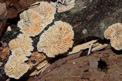 Gilled Polypore (Trametes betulina) - Resupinate form Growing on a fallen chestnut oak branch. Trametes versicolor nearby. Fall,Geotagged,Gilled polypore,Lenzites betulina,United States