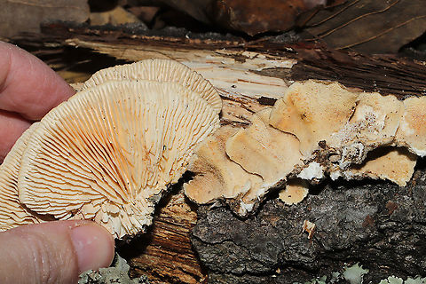 Gilled Polypore (Trametes betulina) alongside Turkey-Tail (Trametes versicolor) Trametes betulina alongside Trametes versicolor. On a fallen chestnut oak branch at a dense mixed forest edge. 
https://www.jungledragon.com/image/106756/gilled_polypore_trametes_betulina_alongside_turkey-tail_trametes_versicolor.html Fall,Geotagged,Gilled polypore,Lenzites betulina,United States