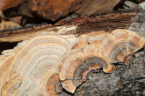 Gilled Polypore (Trametes betulina) alongside Turkey-Tail (Trametes versicolor) Trametes betulina alongside Trametes versicolor. On a fallen chestnut oak branch at a dense mixed forest edge.
https://www.jungledragon.com/image/106755/gilled_polypore_trametes_betulina_alongside_turkey-tail_trametes_versicolor.html Fall,Geotagged,Gilled polypore,Lenzites betulina,United States