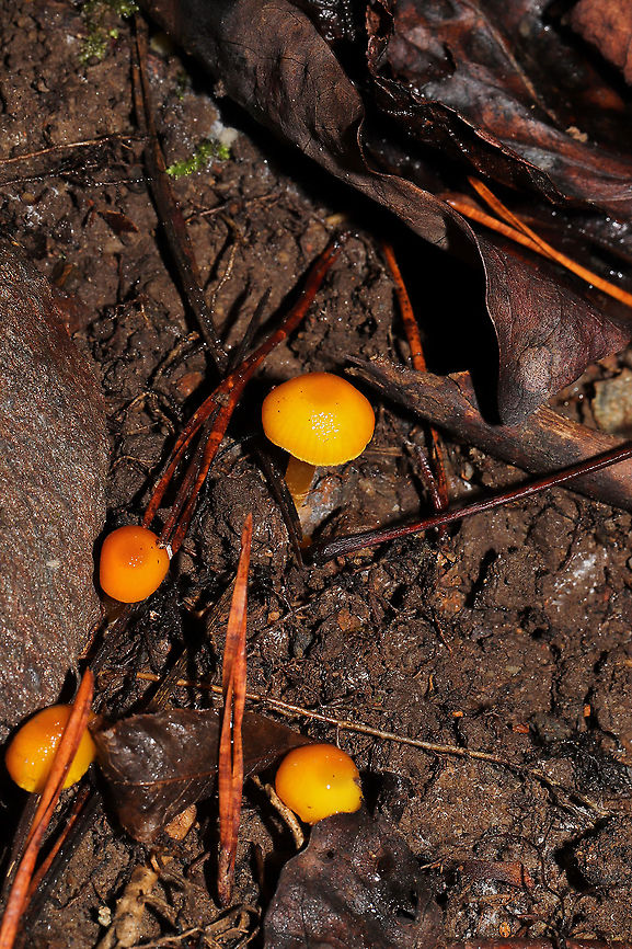 Golden Waxy Caps (Hygrocybe flavescens) Growing on a moist, forested trail.<br />
<figure class="photo"><a href="https://www.jungledragon.com/image/106759/golden_waxy_caps_hygrocybe_flavescens.html" title="Golden Waxy Caps (Hygrocybe flavescens)"><img src="https://s3.amazonaws.com/media.jungledragon.com/images/3231/106759_thumb.jpg?AWSAccessKeyId=05GMT0V3GWVNE7GGM1R2&Expires=1767225610&Signature=cNJCNM8LULmpFb%2B7evOTiiF0NUQ%3D" width="102" height="152" alt="Golden Waxy Caps (Hygrocybe flavescens) Growing on a moist, forested trail.<br />
https://www.jungledragon.com/image/106758/golden_waxy_caps_hygrocybe_flavescens.html<br />
https://www.jungledragon.com/image/106757/golden_waxy_caps_hygrocybe_flavescens.html<br />
 Fall,Geotagged,Hygrocybe flavescens,United States" /></a></figure><br />
<figure class="photo"><a href="https://www.jungledragon.com/image/106758/golden_waxy_caps_hygrocybe_flavescens.html" title="Golden Waxy Caps (Hygrocybe flavescens)"><img src="https://s3.amazonaws.com/media.jungledragon.com/images/3231/106758_thumb.jpg?AWSAccessKeyId=05GMT0V3GWVNE7GGM1R2&Expires=1767225610&Signature=XzGIKv6mYqacl6uhYsqSszBFbIM%3D" width="200" height="134" alt="Golden Waxy Caps (Hygrocybe flavescens) Growing on a moist, forested trail.<br />
https://www.jungledragon.com/image/106759/golden_waxy_caps_hygrocybe_flavescens.html<br />
https://www.jungledragon.com/image/106757/golden_waxy_caps_hygrocybe_flavescens.html Fall,Geotagged,Hygrocybe flavescens,United States" /></a></figure> Fall,Geotagged,Hygrocybe flavescens,United States
