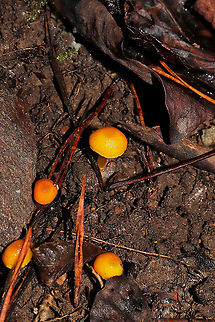 Golden Waxy Caps (Hygrocybe flavescens) Growing on a moist, forested trail.
https://www.jungledragon.com/image/106759/golden_waxy_caps_hygrocybe_flavescens.html
https://www.jungledragon.com/image/106758/golden_waxy_caps_hygrocybe_flavescens.html Fall,Geotagged,Hygrocybe flavescens,United States