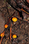 Golden Waxy Caps (Hygrocybe flavescens) Growing on a moist, forested trail.<br />
https://www.jungledragon.com/image/106759/golden_waxy_caps_hygrocybe_flavescens.html<br />
https://www.jungledragon.com/image/106758/golden_waxy_caps_hygrocybe_flavescens.html Fall,Geotagged,Hygrocybe flavescens,United States