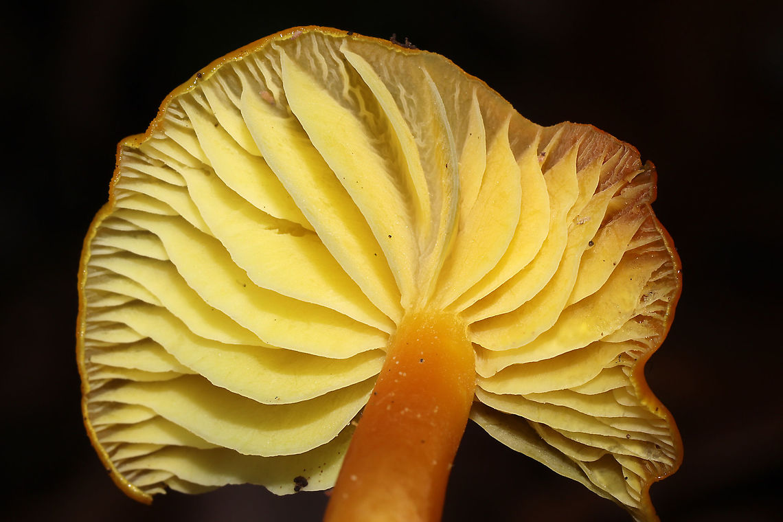 Golden Waxy Caps (Hygrocybe flavescens) Growing on a moist, forested trail.<br />
<figure class="photo"><a href="https://www.jungledragon.com/image/106759/golden_waxy_caps_hygrocybe_flavescens.html" title="Golden Waxy Caps (Hygrocybe flavescens)"><img src="https://s3.amazonaws.com/media.jungledragon.com/images/3231/106759_thumb.jpg?AWSAccessKeyId=05GMT0V3GWVNE7GGM1R2&Expires=1759968010&Signature=Msqb%2BmuzsRmaID3w8XOR0HRr2ZY%3D" width="102" height="152" alt="Golden Waxy Caps (Hygrocybe flavescens) Growing on a moist, forested trail.<br />
https://www.jungledragon.com/image/106758/golden_waxy_caps_hygrocybe_flavescens.html<br />
https://www.jungledragon.com/image/106757/golden_waxy_caps_hygrocybe_flavescens.html<br />
 Fall,Geotagged,Hygrocybe flavescens,United States" /></a></figure><br />
<figure class="photo"><a href="https://www.jungledragon.com/image/106757/golden_waxy_caps_hygrocybe_flavescens.html" title="Golden Waxy Caps (Hygrocybe flavescens)"><img src="https://s3.amazonaws.com/media.jungledragon.com/images/3231/106757_thumb.jpg?AWSAccessKeyId=05GMT0V3GWVNE7GGM1R2&Expires=1759968010&Signature=bN5zdo5Dh6u2STdSfifsOHu%2FesI%3D" width="102" height="152" alt="Golden Waxy Caps (Hygrocybe flavescens) Growing on a moist, forested trail.<br />
https://www.jungledragon.com/image/106759/golden_waxy_caps_hygrocybe_flavescens.html<br />
https://www.jungledragon.com/image/106758/golden_waxy_caps_hygrocybe_flavescens.html Fall,Geotagged,Hygrocybe flavescens,United States" /></a></figure> Fall,Geotagged,Hygrocybe flavescens,United States
