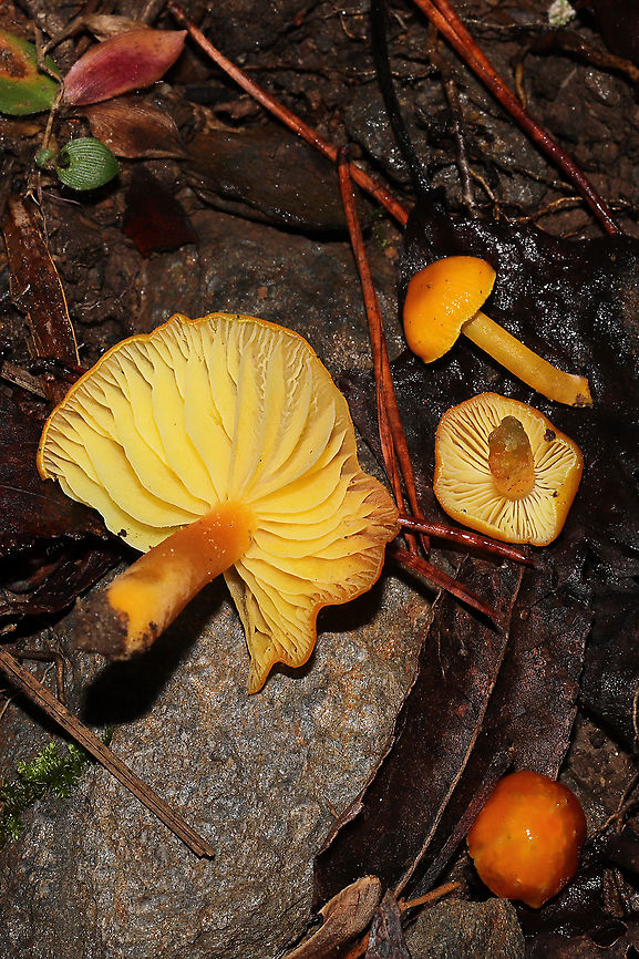 Golden Waxy Caps (Hygrocybe flavescens) Growing on a moist, forested trail.<br />
<figure class="photo"><a href="https://www.jungledragon.com/image/106758/golden_waxy_caps_hygrocybe_flavescens.html" title="Golden Waxy Caps (Hygrocybe flavescens)"><img src="https://s3.amazonaws.com/media.jungledragon.com/images/3231/106758_thumb.jpg?AWSAccessKeyId=05GMT0V3GWVNE7GGM1R2&Expires=1759968010&Signature=R5XbHZzjpgj5ovKvZurH59fmxNw%3D" width="200" height="134" alt="Golden Waxy Caps (Hygrocybe flavescens) Growing on a moist, forested trail.<br />
https://www.jungledragon.com/image/106759/golden_waxy_caps_hygrocybe_flavescens.html<br />
https://www.jungledragon.com/image/106757/golden_waxy_caps_hygrocybe_flavescens.html Fall,Geotagged,Hygrocybe flavescens,United States" /></a></figure><br />
<figure class="photo"><a href="https://www.jungledragon.com/image/106757/golden_waxy_caps_hygrocybe_flavescens.html" title="Golden Waxy Caps (Hygrocybe flavescens)"><img src="https://s3.amazonaws.com/media.jungledragon.com/images/3231/106757_thumb.jpg?AWSAccessKeyId=05GMT0V3GWVNE7GGM1R2&Expires=1759968010&Signature=bN5zdo5Dh6u2STdSfifsOHu%2FesI%3D" width="102" height="152" alt="Golden Waxy Caps (Hygrocybe flavescens) Growing on a moist, forested trail.<br />
https://www.jungledragon.com/image/106759/golden_waxy_caps_hygrocybe_flavescens.html<br />
https://www.jungledragon.com/image/106758/golden_waxy_caps_hygrocybe_flavescens.html Fall,Geotagged,Hygrocybe flavescens,United States" /></a></figure><br />
 Fall,Geotagged,Hygrocybe flavescens,United States