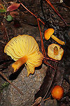 Golden Waxy Caps (Hygrocybe flavescens) Growing on a moist, forested trail.<br />
https://www.jungledragon.com/image/106758/golden_waxy_caps_hygrocybe_flavescens.html<br />
https://www.jungledragon.com/image/106757/golden_waxy_caps_hygrocybe_flavescens.html<br />
 Fall,Geotagged,Hygrocybe flavescens,United States