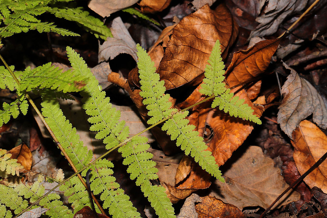 Hay-scented Fern (Dennstaedtia punctilobula) Growing near a seasonal stream on a woodland trail.<br />
 Dennstaedtia punctilobula,Eastern hayscented fern,Fall,Geotagged,United States