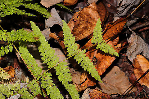 Hay-scented Fern (Dennstaedtia punctilobula) Growing near a seasonal stream on a woodland trail.
 Dennstaedtia punctilobula,Eastern hayscented fern,Fall,Geotagged,United States