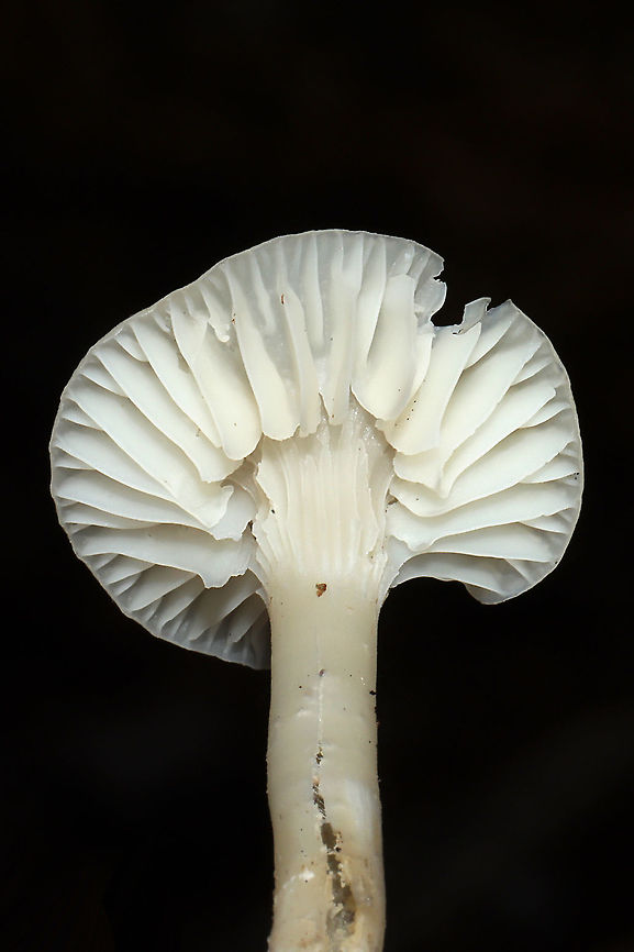 Snowy Waxcap (Cuphophyllus virgineus) Growing under mostly pine in a dense mixed forest understory.<br />
<figure class="photo"><a href="https://www.jungledragon.com/image/106763/snowy_waxcap_cuphophyllus_virgineus.html" title="Snowy Waxcap (Cuphophyllus virgineus)"><img src="https://s3.amazonaws.com/media.jungledragon.com/images/3231/106763_thumb.jpg?AWSAccessKeyId=05GMT0V3GWVNE7GGM1R2&Expires=1759968010&Signature=J4DpThQCP4u%2FRSSzymfiJZ49aak%3D" width="200" height="134" alt="Snowy Waxcap (Cuphophyllus virgineus) Growing under mostly pine in a dense mixed forest understory. <br />
https://www.jungledragon.com/image/106762/snowy_waxcap_cuphophyllus_virgineus.html<br />
https://www.jungledragon.com/image/106761/snowy_waxcap_cuphophyllus_virgineus.html Cuphophyllus virgineus,Fall,Geotagged,Snowy Waxcap,United States" /></a></figure><br />
<figure class="photo"><a href="https://www.jungledragon.com/image/106762/snowy_waxcap_cuphophyllus_virgineus.html" title="Snowy Waxcap (Cuphophyllus virgineus)"><img src="https://s3.amazonaws.com/media.jungledragon.com/images/3231/106762_thumb.jpg?AWSAccessKeyId=05GMT0V3GWVNE7GGM1R2&Expires=1759968010&Signature=X%2Bbg%2F2zGhKxdFn6WW%2BU%2BYaly62E%3D" width="200" height="134" alt="Snowy Waxcap (Cuphophyllus virgineus) Growing under mostly pine in a dense mixed forest understory.<br />
https://www.jungledragon.com/image/106763/snowy_waxcap_cuphophyllus_virgineus.html<br />
https://www.jungledragon.com/image/106761/snowy_waxcap_cuphophyllus_virgineus.html Cuphophyllus virgineus,Fall,Geotagged,Snowy Waxcap,United States" /></a></figure><br />
 Cuphophyllus virgineus,Fall,Geotagged,Snowy Waxcap,United States