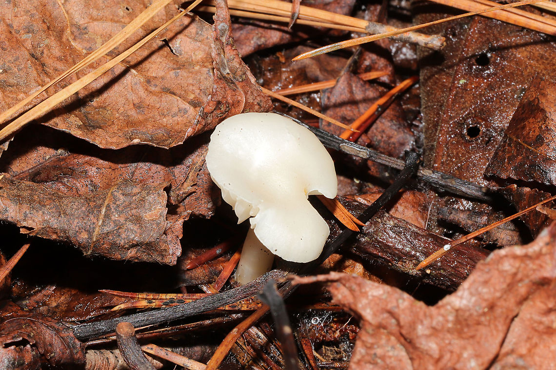Snowy Waxcap (Cuphophyllus virgineus) Growing under mostly pine in a dense mixed forest understory.<br />
<figure class="photo"><a href="https://www.jungledragon.com/image/106763/snowy_waxcap_cuphophyllus_virgineus.html" title="Snowy Waxcap (Cuphophyllus virgineus)"><img src="https://s3.amazonaws.com/media.jungledragon.com/images/3231/106763_thumb.jpg?AWSAccessKeyId=05GMT0V3GWVNE7GGM1R2&Expires=1767225610&Signature=PEKqNY%2BHa2HihX4YAfUoWshvi6g%3D" width="200" height="134" alt="Snowy Waxcap (Cuphophyllus virgineus) Growing under mostly pine in a dense mixed forest understory. <br />
https://www.jungledragon.com/image/106762/snowy_waxcap_cuphophyllus_virgineus.html<br />
https://www.jungledragon.com/image/106761/snowy_waxcap_cuphophyllus_virgineus.html Cuphophyllus virgineus,Fall,Geotagged,Snowy Waxcap,United States" /></a></figure><br />
<figure class="photo"><a href="https://www.jungledragon.com/image/106761/snowy_waxcap_cuphophyllus_virgineus.html" title="Snowy Waxcap (Cuphophyllus virgineus)"><img src="https://s3.amazonaws.com/media.jungledragon.com/images/3231/106761_thumb.jpg?AWSAccessKeyId=05GMT0V3GWVNE7GGM1R2&Expires=1767225610&Signature=3O7kcoE37Ti7ZpgVTnmIr9soSJo%3D" width="102" height="152" alt="Snowy Waxcap (Cuphophyllus virgineus) Growing under mostly pine in a dense mixed forest understory.<br />
https://www.jungledragon.com/image/106763/snowy_waxcap_cuphophyllus_virgineus.html<br />
https://www.jungledragon.com/image/106762/snowy_waxcap_cuphophyllus_virgineus.html<br />
 Cuphophyllus virgineus,Fall,Geotagged,Snowy Waxcap,United States" /></a></figure> Cuphophyllus virgineus,Fall,Geotagged,Snowy Waxcap,United States