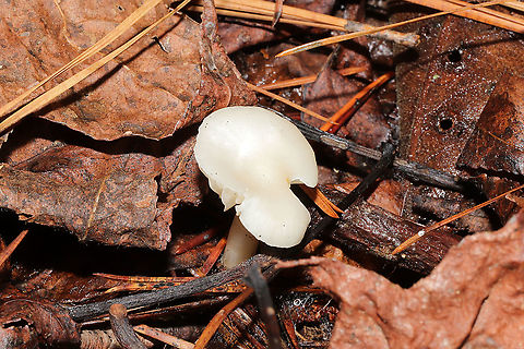 Snowy Waxcap (Cuphophyllus virgineus) Growing under mostly pine in a dense mixed forest understory.
https://www.jungledragon.com/image/106763/snowy_waxcap_cuphophyllus_virgineus.html
https://www.jungledragon.com/image/106761/snowy_waxcap_cuphophyllus_virgineus.html Cuphophyllus virgineus,Fall,Geotagged,Snowy Waxcap,United States