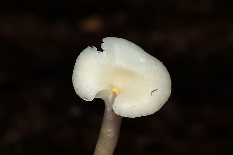 Snowy Waxcap (Cuphophyllus virgineus) Growing under mostly pine in a dense mixed forest understory. 
https://www.jungledragon.com/image/106762/snowy_waxcap_cuphophyllus_virgineus.html
https://www.jungledragon.com/image/106761/snowy_waxcap_cuphophyllus_virgineus.html Cuphophyllus virgineus,Fall,Geotagged,Snowy Waxcap,United States