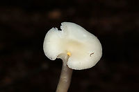 Snowy Waxcap (Cuphophyllus virgineus) Growing under mostly pine in a dense mixed forest understory. <br />
https://www.jungledragon.com/image/106762/snowy_waxcap_cuphophyllus_virgineus.html<br />
https://www.jungledragon.com/image/106761/snowy_waxcap_cuphophyllus_virgineus.html Cuphophyllus virgineus,Fall,Geotagged,Snowy Waxcap,United States