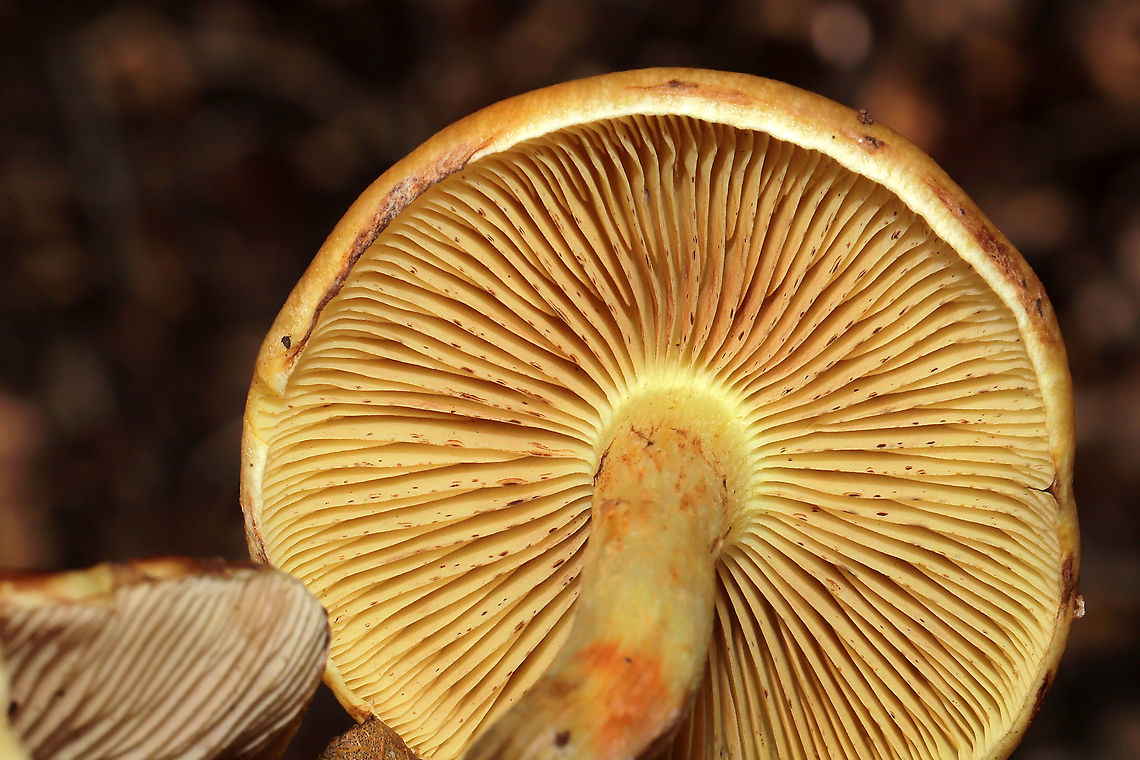 Pholiota spumosa Huge flush of mushrooms under mostly pines. In a dense mixed forest understory. Not 100 percent sure on this ID. Please feel free to correct me.<br />
<figure class="photo"><a href="https://www.jungledragon.com/image/106769/pholiota_spumosa.html" title="Pholiota spumosa"><img src="https://s3.amazonaws.com/media.jungledragon.com/images/3231/106769_thumb.jpg?AWSAccessKeyId=05GMT0V3GWVNE7GGM1R2&Expires=1767225610&Signature=VJxuX0nEhBGUCjX3xFRUdqyTKXQ%3D" width="102" height="152" alt="Pholiota spumosa Huge flush of mushrooms under mostly pines. In a dense mixed forest understory. Not 100 percent sure on this ID. Please feel free to correct me.<br />
https://www.jungledragon.com/image/106768/pholiota_spumosa.html<br />
https://www.jungledragon.com/image/106767/pholiota_spumosa.html<br />
https://www.jungledragon.com/image/106766/pholiota_spumosa.html Fall,Geotagged,Pholiota spumosa,United States" /></a></figure><br />
<figure class="photo"><a href="https://www.jungledragon.com/image/106767/pholiota_spumosa.html" title="Pholiota spumosa"><img src="https://s3.amazonaws.com/media.jungledragon.com/images/3231/106767_thumb.jpg?AWSAccessKeyId=05GMT0V3GWVNE7GGM1R2&Expires=1767225610&Signature=JjgxcwlZlRGriXf1LanilZWZ2BE%3D" width="200" height="134" alt="Pholiota spumosa Huge flush of mushrooms under mostly pines. In a dense mixed forest understory. Not 100 percent sure on this ID. Please feel free to correct me.<br />
https://www.jungledragon.com/image/106769/pholiota_spumosa.html<br />
https://www.jungledragon.com/image/106768/pholiota_spumosa.html<br />
https://www.jungledragon.com/image/106766/pholiota_spumosa.html Fall,Geotagged,Pholiota spumosa,United States" /></a></figure><br />
<figure class="photo"><a href="https://www.jungledragon.com/image/106768/pholiota_spumosa.html" title="Pholiota spumosa"><img src="https://s3.amazonaws.com/media.jungledragon.com/images/3231/106768_thumb.jpg?AWSAccessKeyId=05GMT0V3GWVNE7GGM1R2&Expires=1767225610&Signature=5x6wWhckdNYicYHRdundF3G%2BLCc%3D" width="200" height="134" alt="Pholiota spumosa Huge flush of mushrooms under mostly pines. In a dense mixed forest understory. Not 100 percent sure on this ID. Please feel free to correct me.<br />
https://www.jungledragon.com/image/106769/pholiota_spumosa.html<br />
https://www.jungledragon.com/image/106767/pholiota_spumosa.html<br />
https://www.jungledragon.com/image/106766/pholiota_spumosa.html Fall,Geotagged,Pholiota spumosa,United States" /></a></figure> Fall,Geotagged,Pholiota spumosa,United States